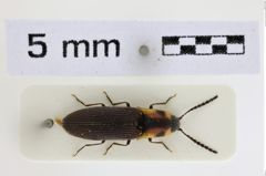 Foto (Dorsalansicht) von Heterocrepidius pictipes (NHMW-ZOO-COL-0008941)